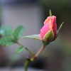 蕾