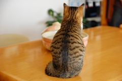 入っていいのかな？