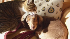 犬に毛づくろい