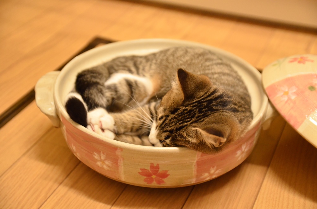 鍋猫