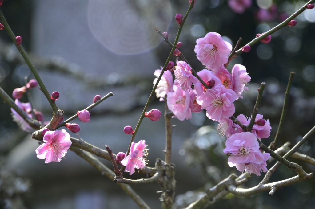 去年の梅