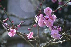 去年の梅