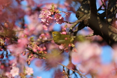 メジロと河津桜