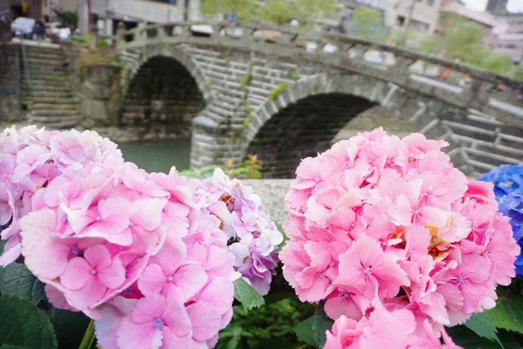 紫陽花と眼鏡橋