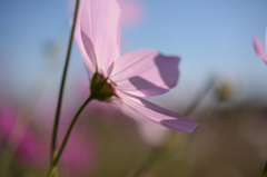 コスモス2015 見上げるように