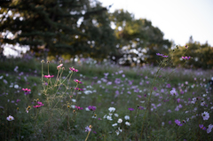 コスモス2015 スポットライトに照らされて