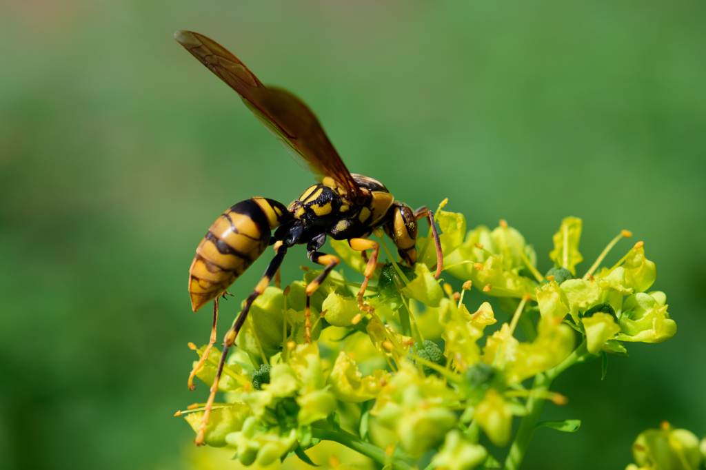 菜の花とアシナガバチ