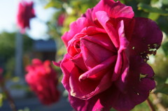 薔薇