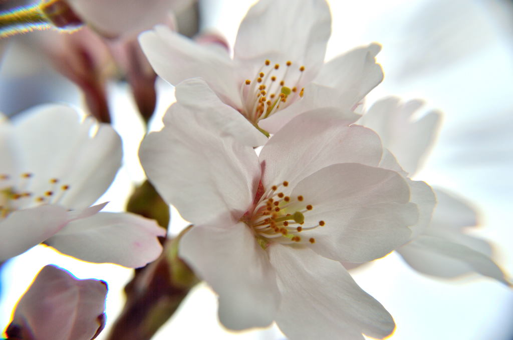 儚げな桜