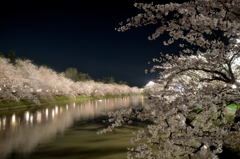弘前　桜