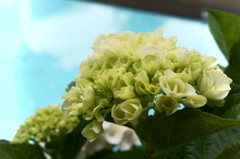 紫陽花