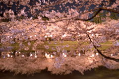 桜色