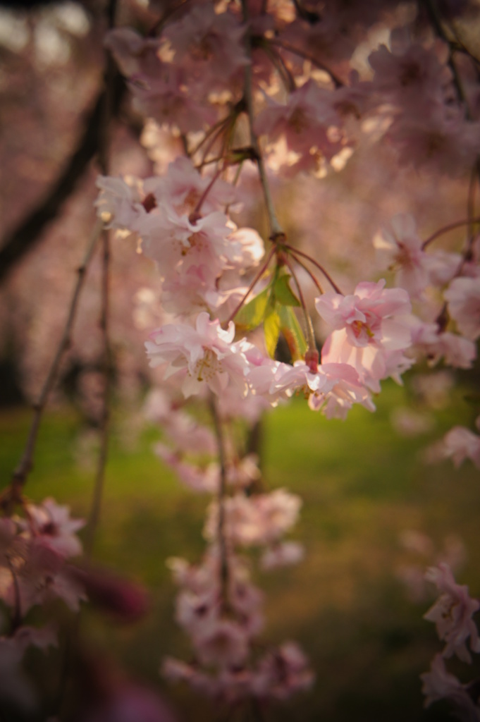 垂れ桜
