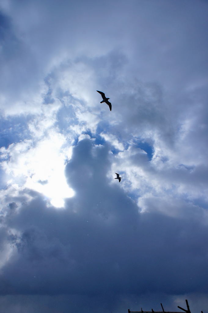 大空へ羽ばたいて
