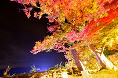 紅葉