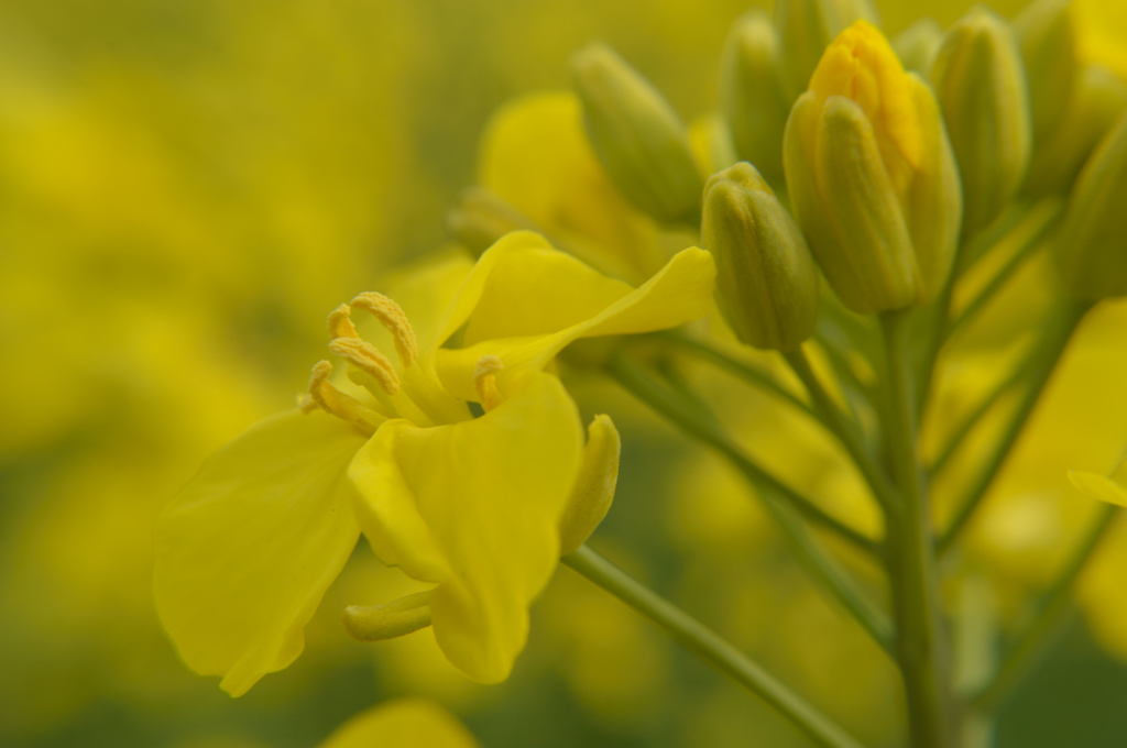 菜の花