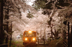 芦野公園の桜と走れメロス号