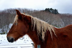 春を待つ母馬