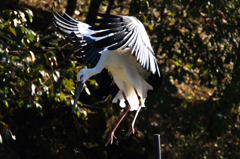 コウノトリさん帰宅