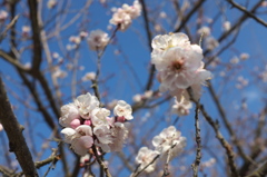 梅公園散策Ⅱ