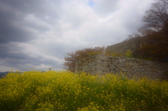 城跡に咲く菜の花