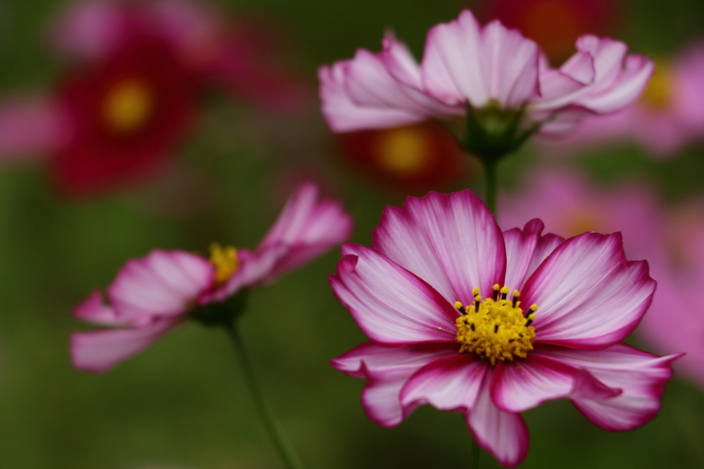 Cosmos