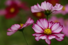 Cosmos