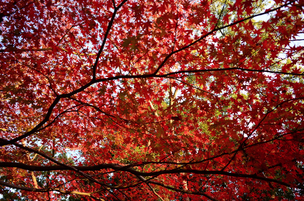 紅葉
