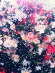 花雪
