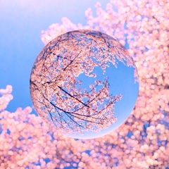 桜玉