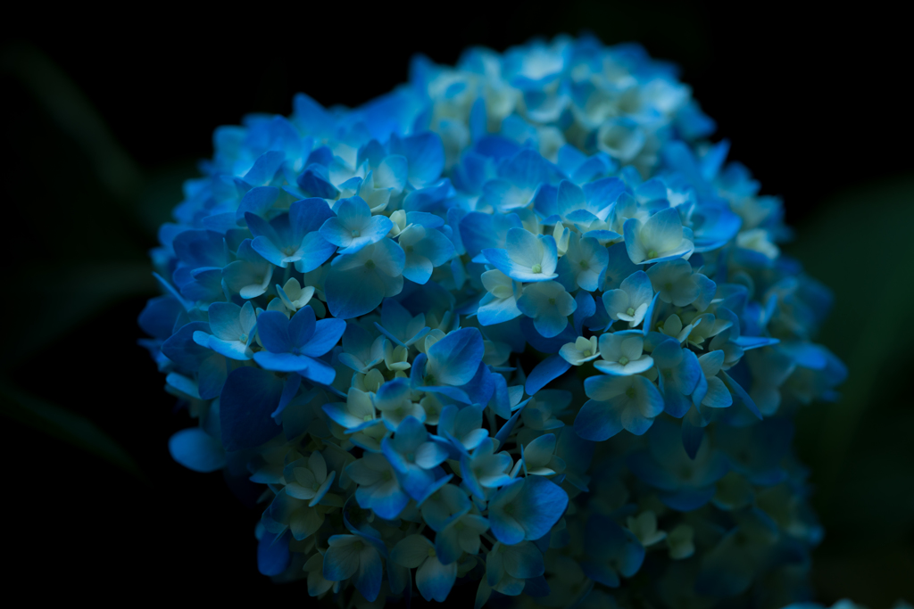 紫陽花