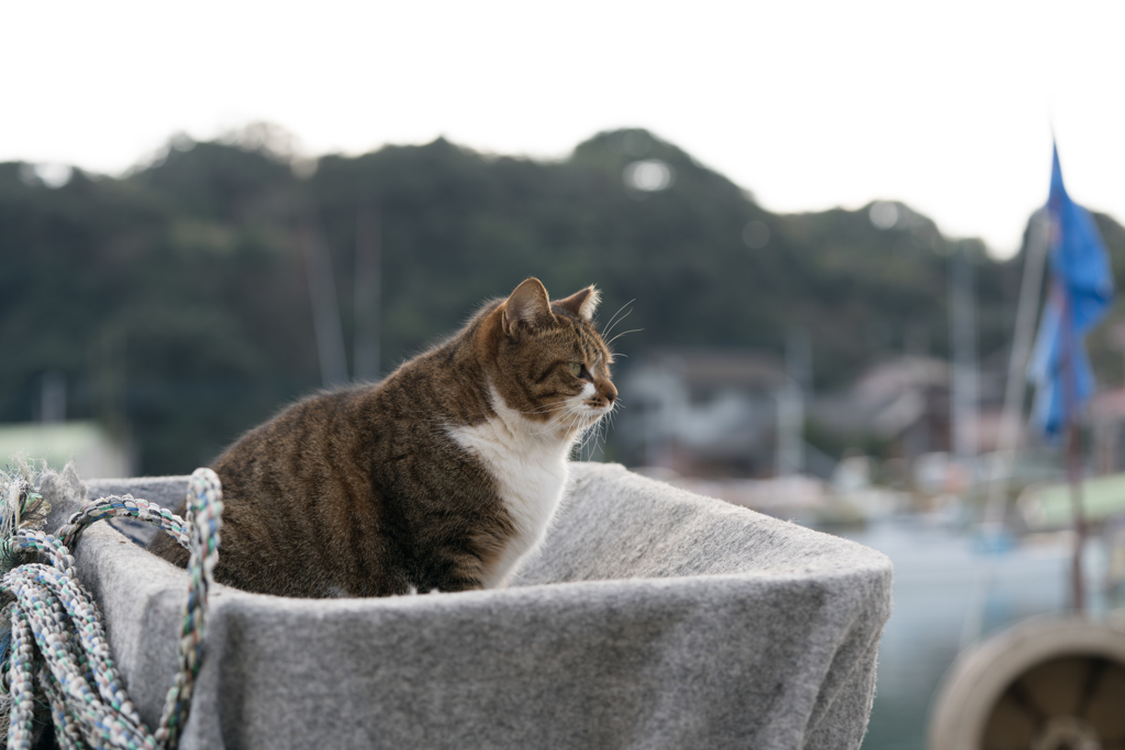 船長