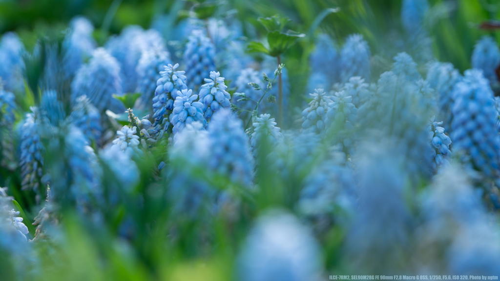 Grape Hyacinthus