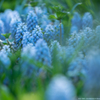 Grape Hyacinthus