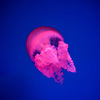 海月II