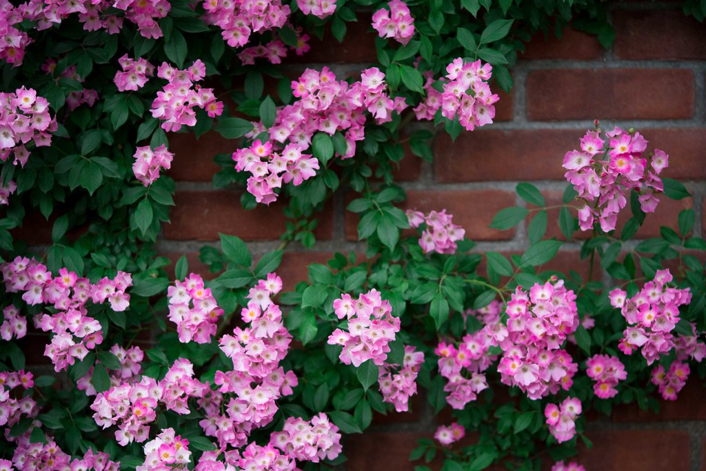 FLOWER2