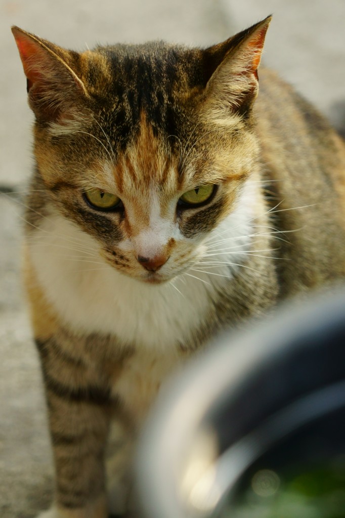 鎌倉のにゃんこ