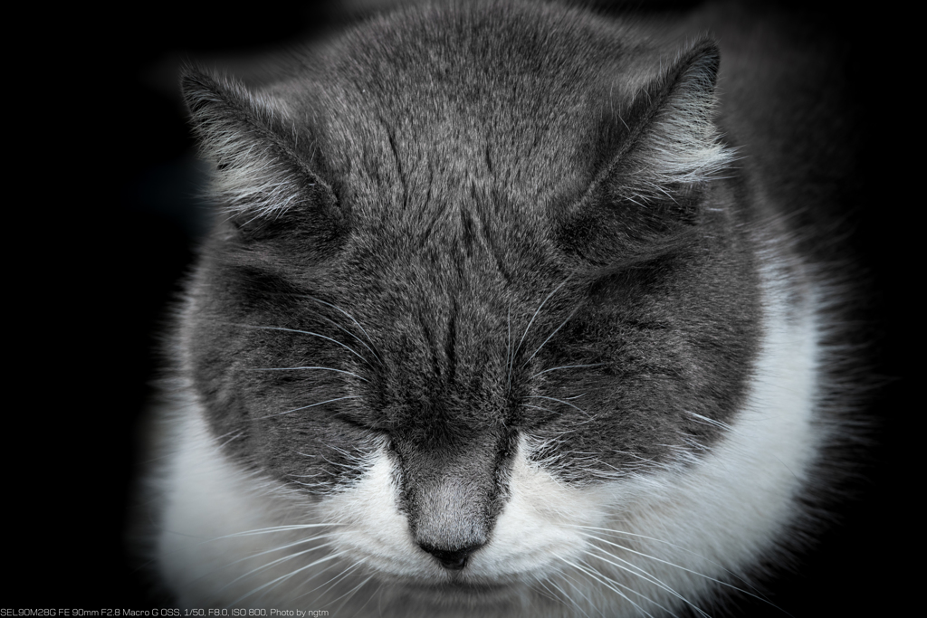 考える猫