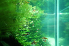 水中の森林