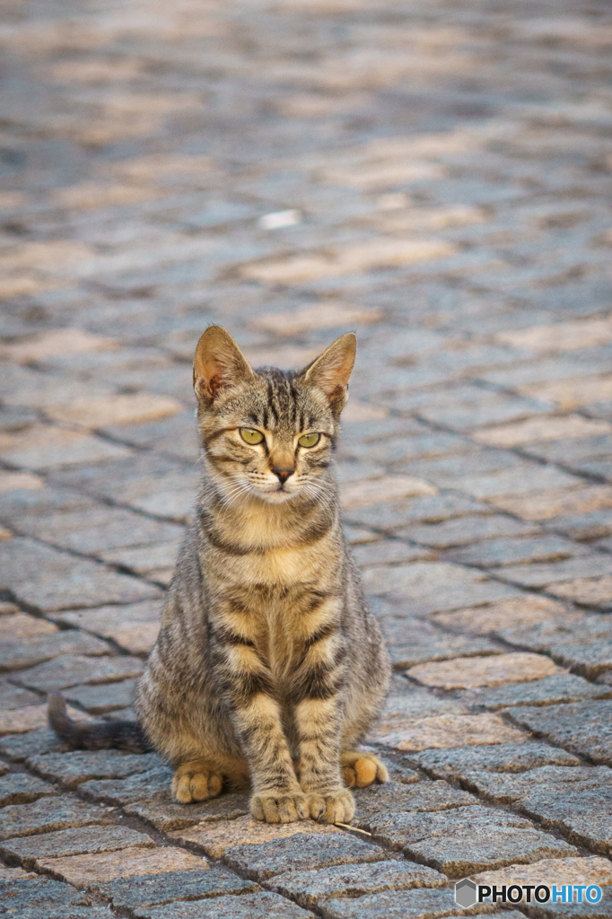 たそがれ猫