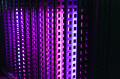 purple