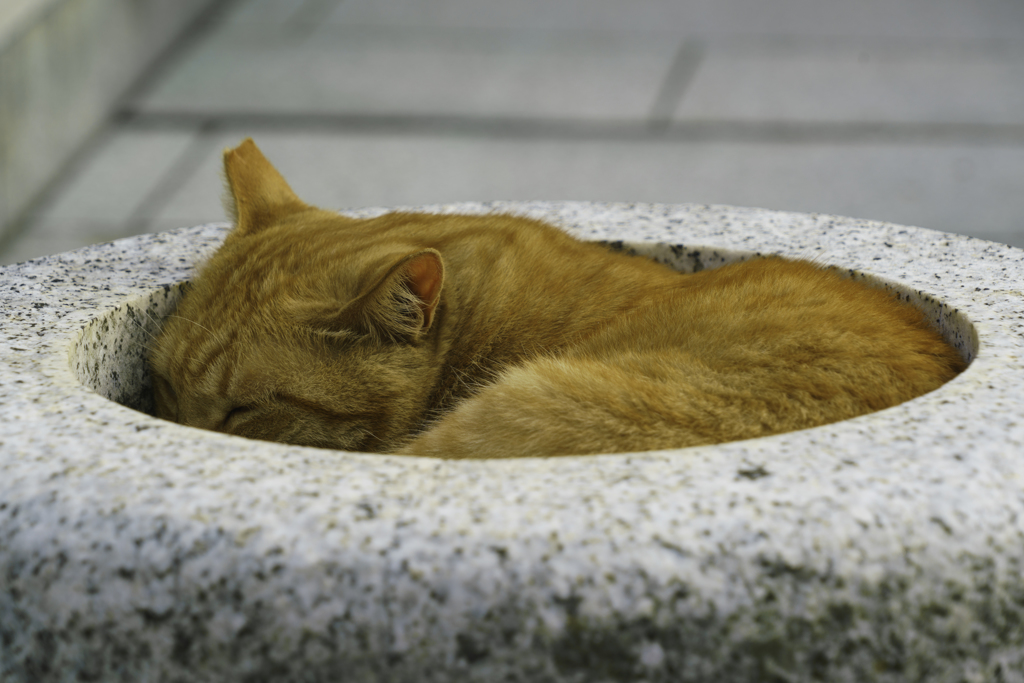 すっぽり