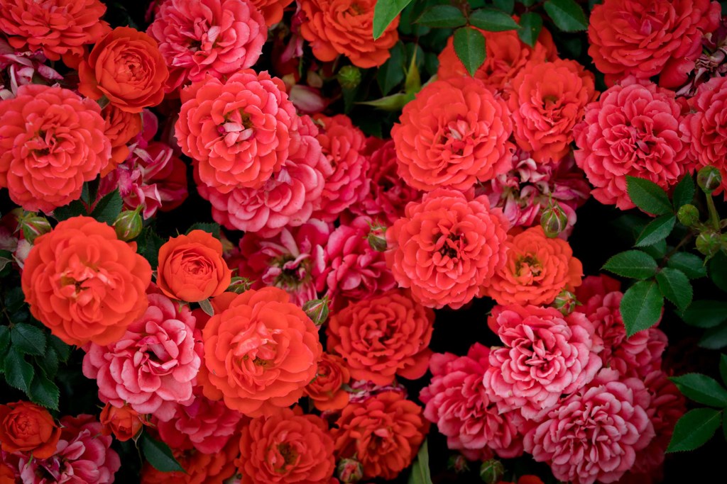 FLOWER3