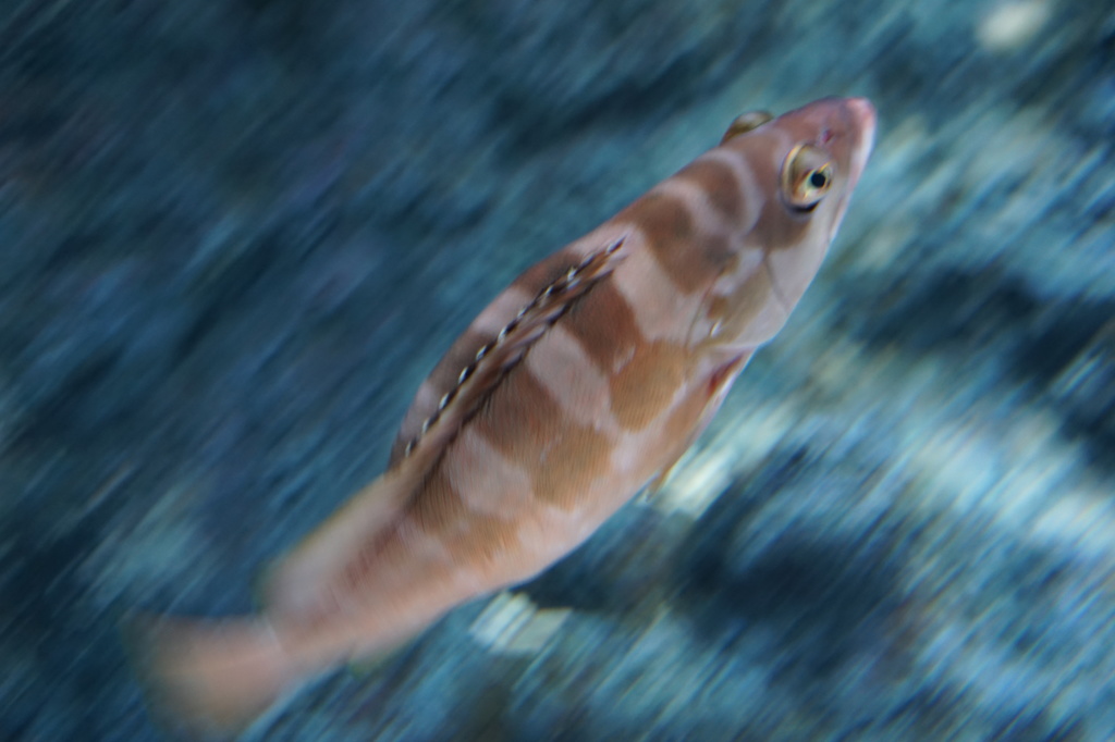 急ぐ魚