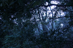 闇の森