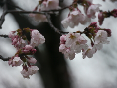 雨の桜