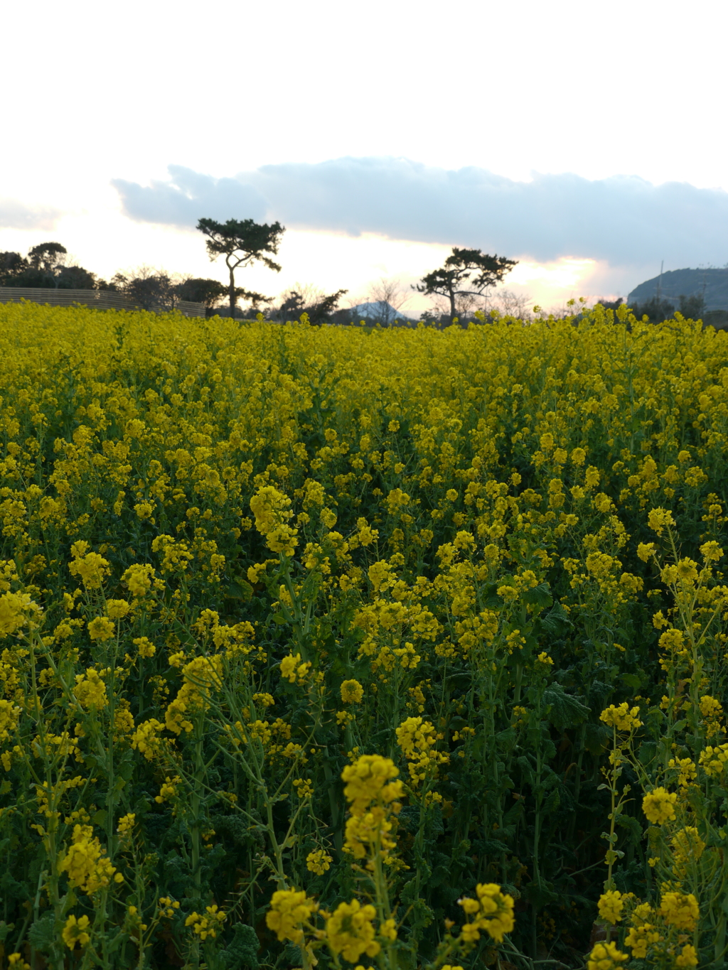 伊良湖の菜の花