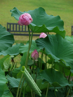 蓮とベンチ