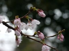 雨後の桜