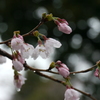 雨後の桜